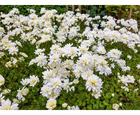 cd4b-cd01-416e-babf-5c4ef39f863a